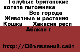 Голубые британские котята питомника Silvery Snow. - Все города Животные и растения » Кошки   . Хакасия респ.,Абакан г.